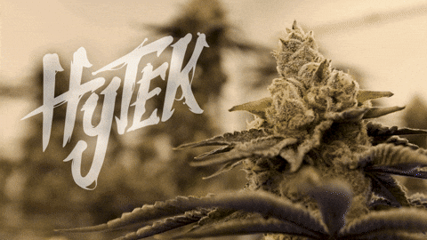 Logo Grow GIF by Exclusive Brands