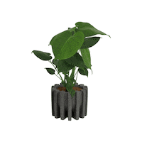 Monstera Deliciosa Plants Sticker by Bonito
