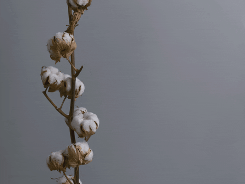 pazukhin giphyupload animation stop-motion pazukhin GIF