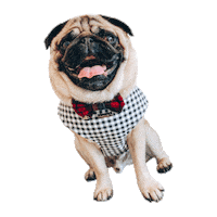 Mortyandrick Sticker by Morty The Pug
