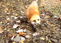 fox GIF