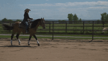 HorseandRider cowgirl horserider cow horse buckskin GIF