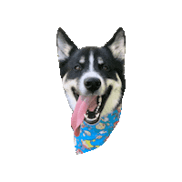 Tot Dog Bandana Sticker by Geekster Pets