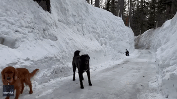Dogs Play Next to Walls of Snow in California's Sierra Nevada Mountains