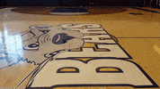 Bears Vandy GIF by St. Joseph's University New York