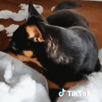 Dog Kawai GIF by TikTok France