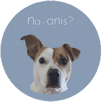 Dog Snacks Sticker by nacani