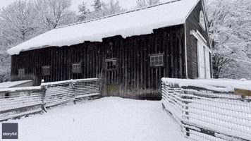 Adorable Goats Venture Out in First Snow of the Season