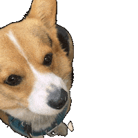 Dog Corgi Sticker