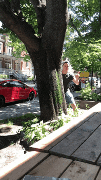 imedia_firme_creative imedia-gang imedia-arbre imedia-familledysfonctionnel imedia-bizz GIF