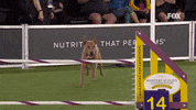 Westminster Dog Show Jump GIF by Westminster Kennel Club