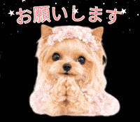 Yorkshire Terrier Please GIF