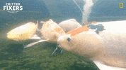 National Geographic Hello GIF by Nat Geo Wild