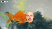 bokehproductionscanada  GIF