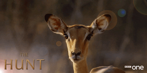 big ears deer in the headlights GIF by BBC