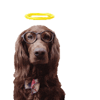 halopetstickers Sticker by Halo Pets