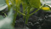 hungry beans GIF by Chipotle Mexican Grill