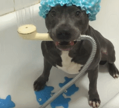 Dog Bath GIF