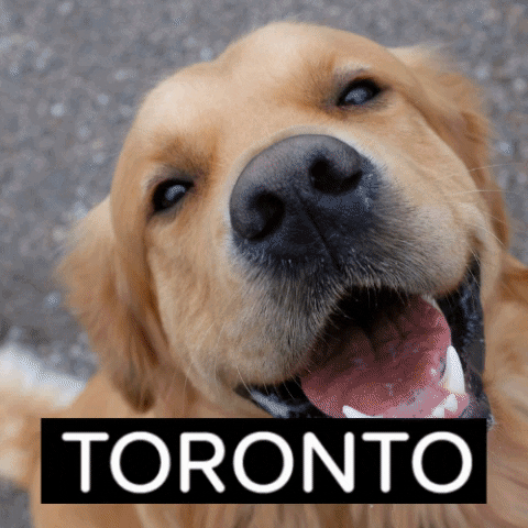 torontohumanesociety  GIF