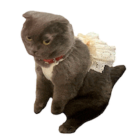 Cat Sticker