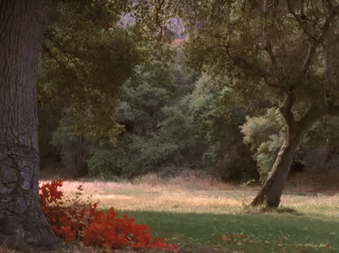 season 5 netflix GIF by Gilmore Girls 