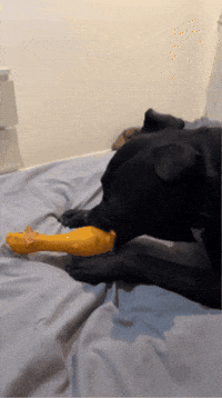 Haxter888 dog roxy staford roxynz GIF