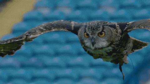 swfc #owls #sheffieldwednesday #wednesday GIF by Sheffield Wednesday Football Club