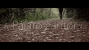 GIF by Sony Music Perú