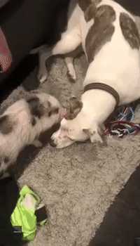 Brotherly Love: Porky the Pet Pig Bonds With Puppy Pal