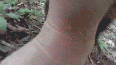 skunk tickling GIF