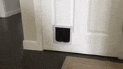 See You Later Dog GIF