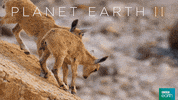 planet earth 2 friends GIF by BBC Earth