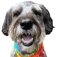 Good Morning Woof Sticker
