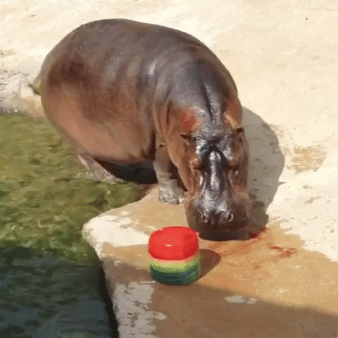 San Antonio Zoo's Timothy the Hippo Keeps Cool With Fruit Popsicle