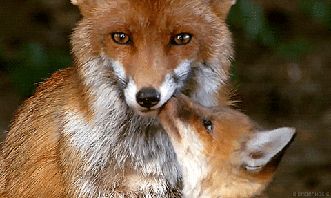 baby animals fox GIF