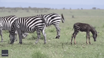 Rare Polka Dot Zebra Spotted in Kenya