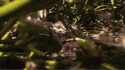 water pain GIF by Swamp People