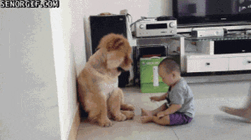 dog watching GIF by Cheezburger