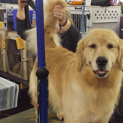 dog GIF by Westminster Kennel Club
