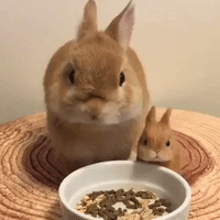 Adorable Bunny Has a Munch With Mini-Me Doll