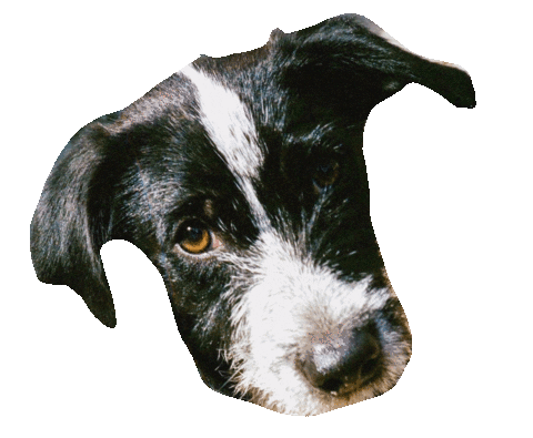 Spike Sticker by Ardent Dog