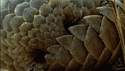 pangolin GIF
