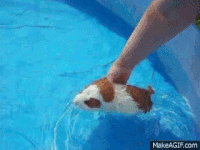 guinea pig GIF