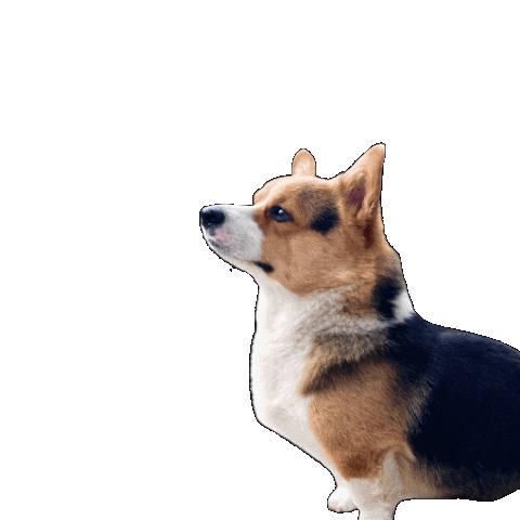 Dog Watch Sticker