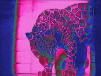 MFDtheArtist cat sexy retro trippy GIF