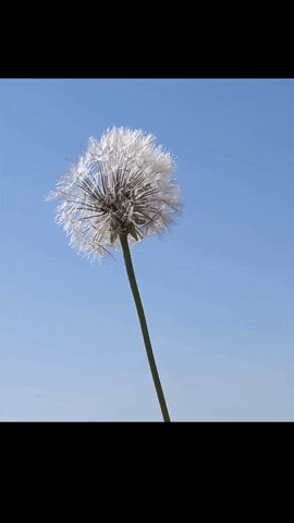 Simongip giphyupload GIF