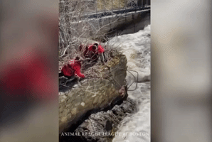 Distressed Beaver Pulled to Safety by Animal Rescue Crew at Boston Dam