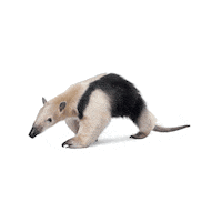 Crisbarrosofficial anteater ss21 cris barros crisbarros Sticker
