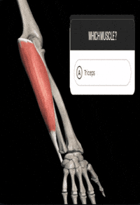 Muscles Triceps GIF