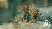 Miss You Love GIF by Memphis Zoo